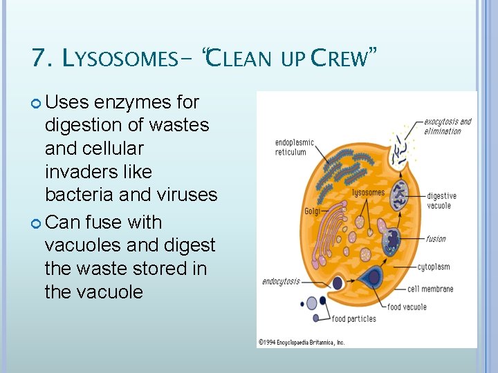 7. LYSOSOMES- “CLEAN UP CREW” Uses enzymes for digestion of wastes and cellular invaders