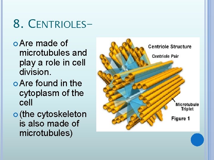 8. CENTRIOLES Are made of microtubules and play a role in cell division. Are