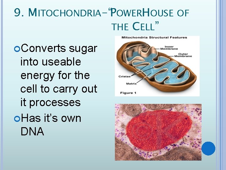 9. MITOCHONDRIA-“POWERHOUSE OF THE CELL” Converts sugar into useable energy for the cell to
