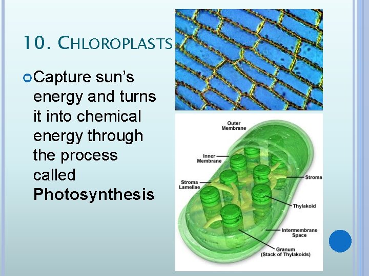 10. CHLOROPLASTS Capture sun’s energy and turns it into chemical energy through the process