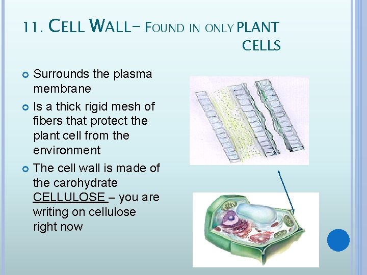 11. CELL WALL- FOUND IN ONLY PLANT Surrounds the plasma membrane Is a thick