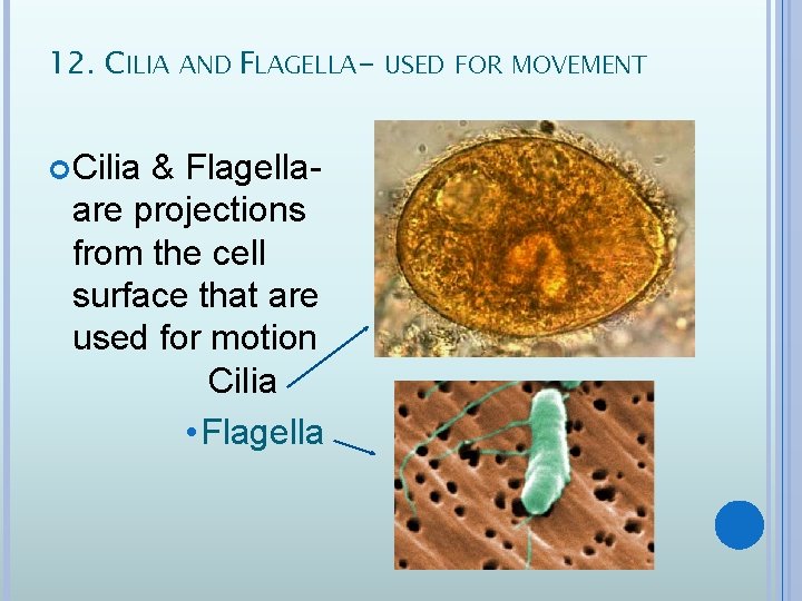 12. CILIA AND FLAGELLA- USED FOR MOVEMENT Cilia & Flagellaare projections from the cell