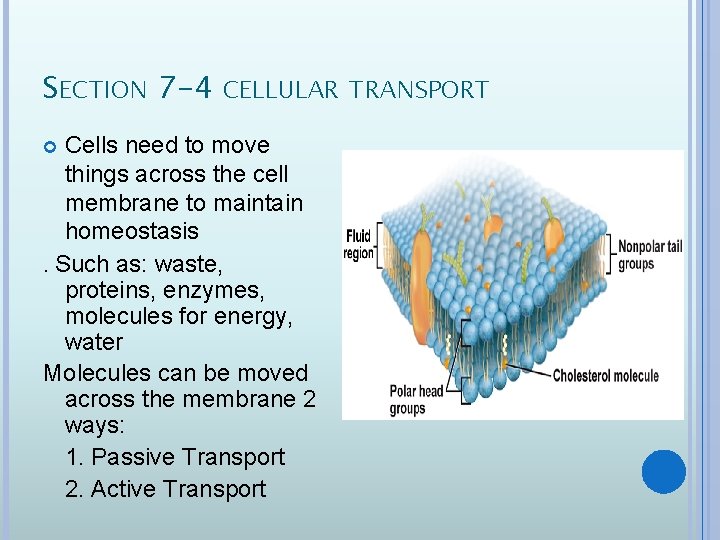 SECTION 7 -4 CELLULAR TRANSPORT Cells need to move things across the cell membrane