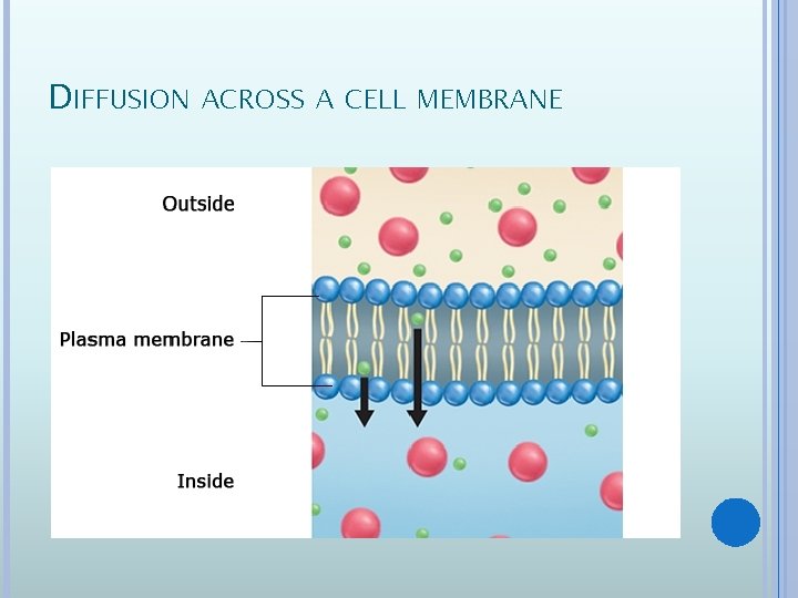DIFFUSION ACROSS A CELL MEMBRANE 