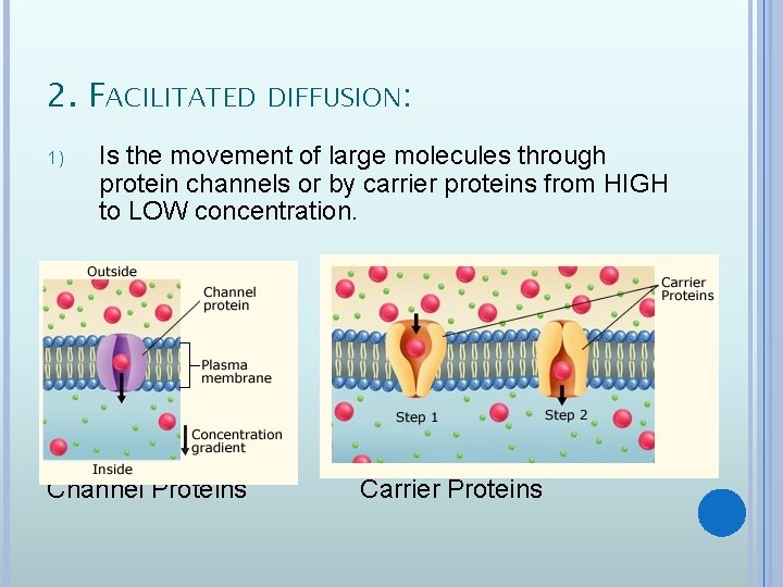 2. FACILITATED DIFFUSION: 1) Is the movement of large molecules through protein channels or
