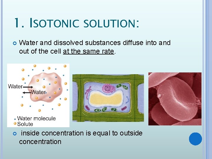 1. ISOTONIC SOLUTION: Water and dissolved substances diffuse into and out of the cell