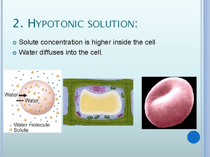 2. HYPOTONIC SOLUTION: Solute concentration is higher inside the cell Water diffuses into the