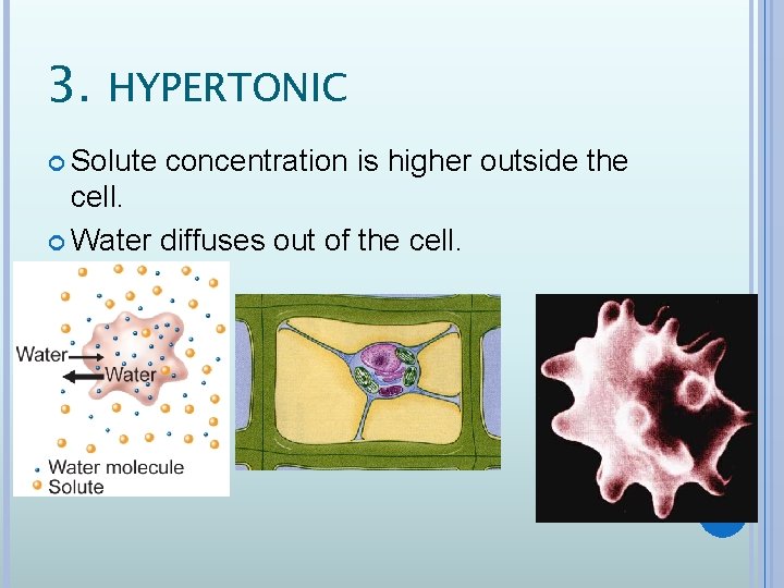3. HYPERTONIC Solute concentration is higher outside the cell. Water diffuses out of the