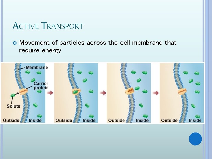 ACTIVE TRANSPORT Movement of particles across the cell membrane that require energy 