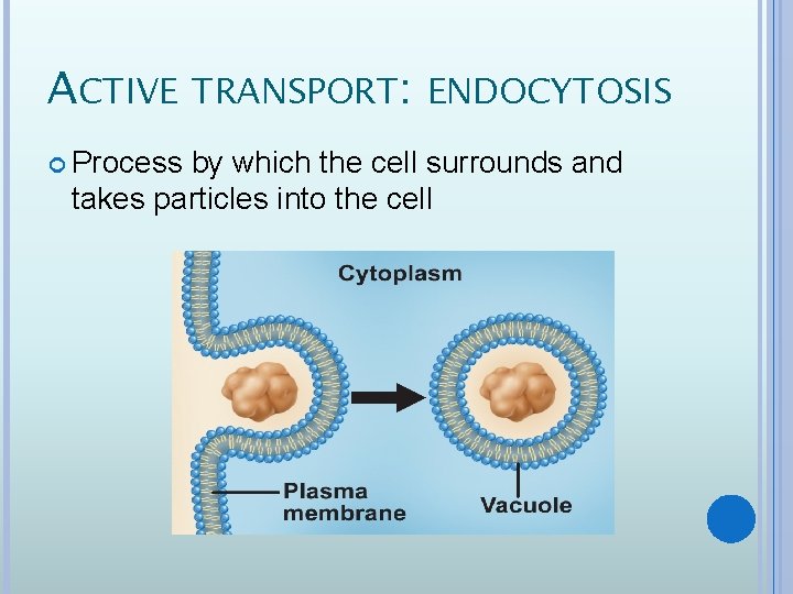 ACTIVE TRANSPORT: ENDOCYTOSIS Process by which the cell surrounds and takes particles into the