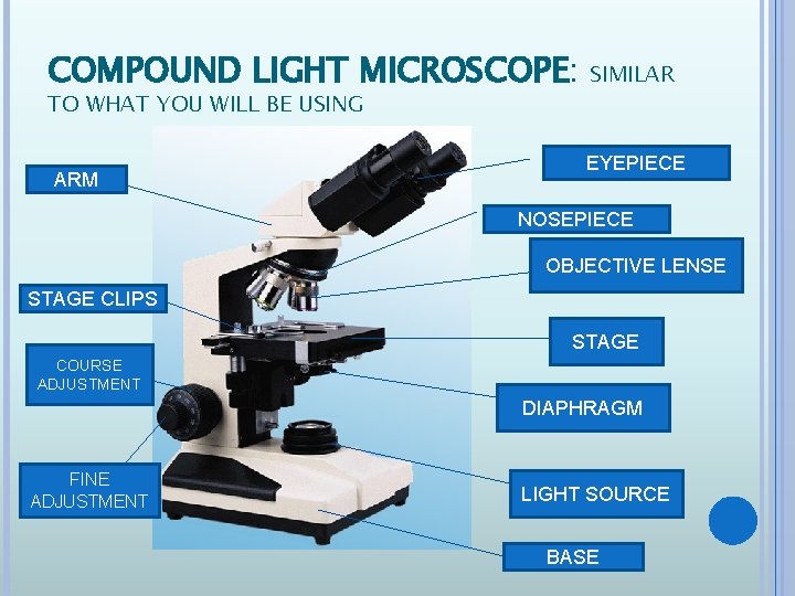 COMPOUND LIGHT MICROSCOPE: TO WHAT YOU WILL BE USING ARM SIMILAR EYEPIECE NOSEPIECE OBJECTIVE