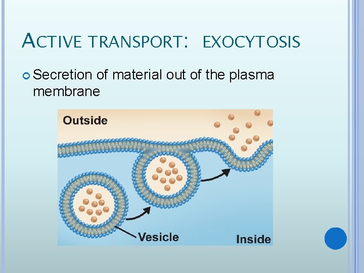 ACTIVE TRANSPORT: EXOCYTOSIS Secretion of material out of the plasma membrane 