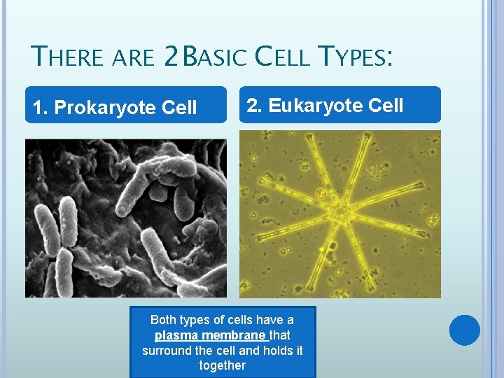 THERE ARE 2 BASIC CELL TYPES: 1. Prokaryote Cell 2. Eukaryote Cell Both types