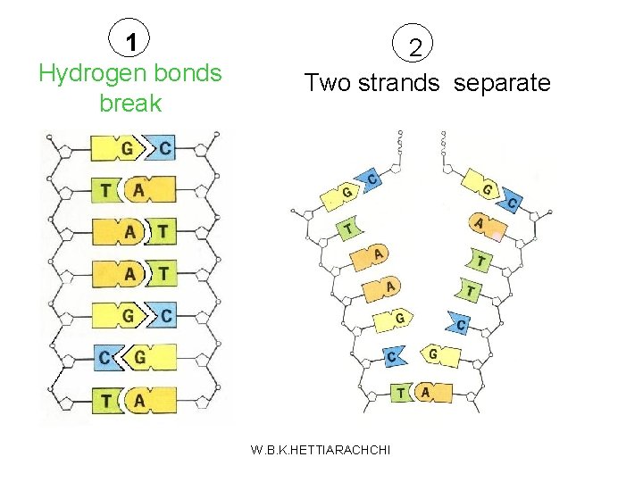 1 Hydrogen bonds break 2 Two strands separate W. B. K. HETTIARACHCHI 