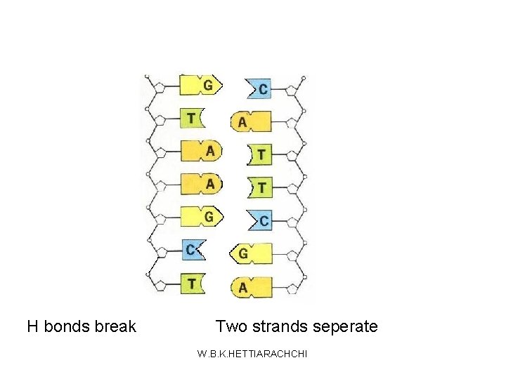 H bonds break Two strands seperate W. B. K. HETTIARACHCHI 