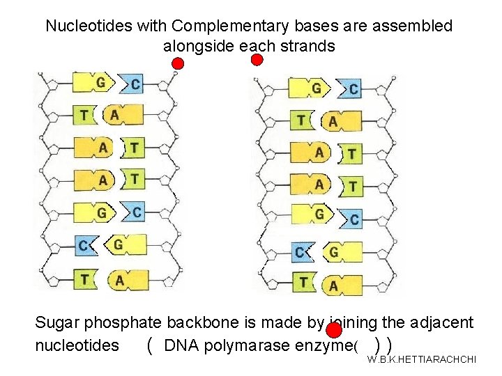 Nucleotides with Complementary bases are assembled alongside each strands Sugar phosphate backbone is made