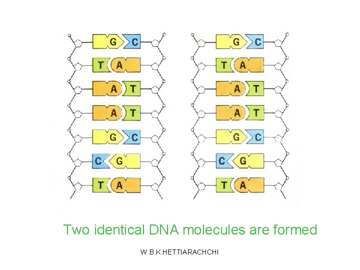 Two identical DNA molecules are formed W. B. K. HETTIARACHCHI 