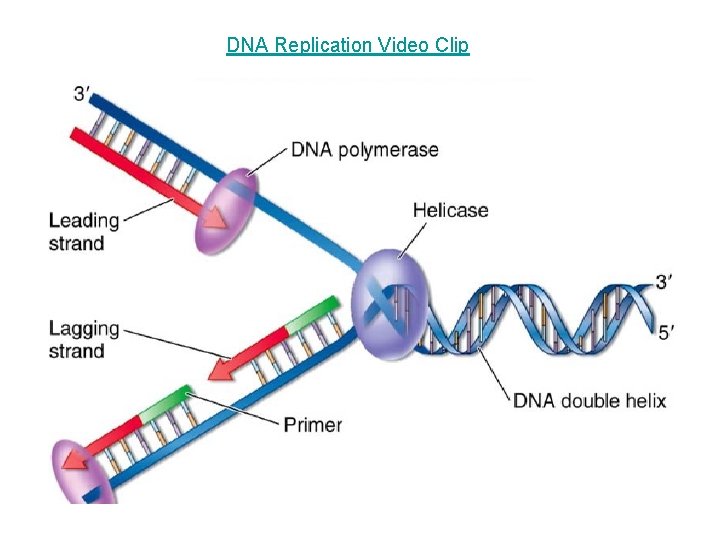 DNA Replication Video Clip 