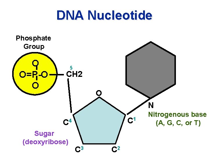 DNA Nucleotide Phosphate Group O O=P-O O 5 CH 2 O N C 1