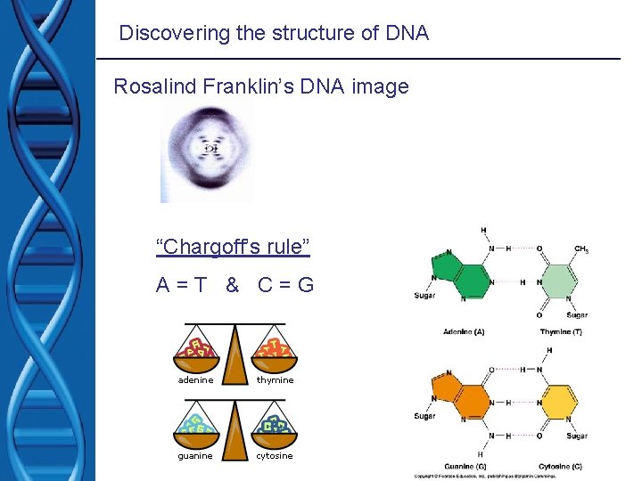 Discovering the structure of DNA Rosalind Franklin’s DNA image “Chargoff’s rule” A=T & C=G