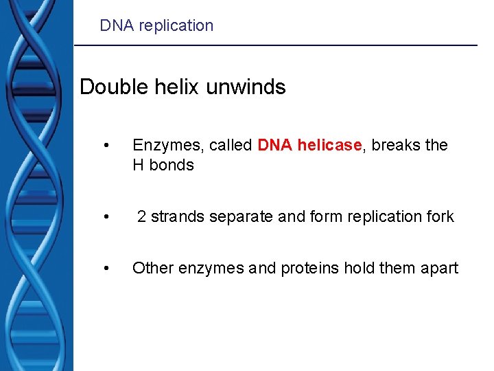 DNA replication Double helix unwinds • Enzymes, called DNA helicase, breaks the H bonds