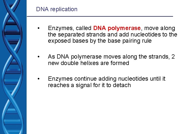 DNA replication • Enzymes, called DNA polymerase, move along the separated strands and add