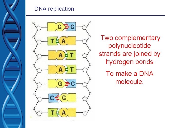 DNA replication Two complementary polynucleotide strands are joined by hydrogen bonds To make a