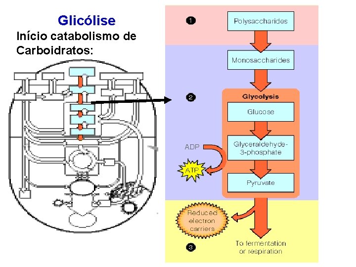 Glicólise Início catabolismo de Carboidratos: 