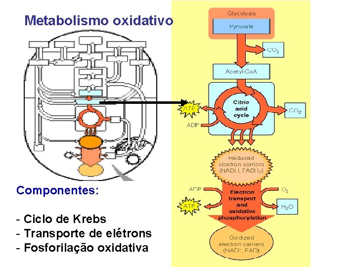 Metabolismo oxidativo Componentes: - Ciclo de Krebs - Transporte de elétrons - Fosforilação oxidativa