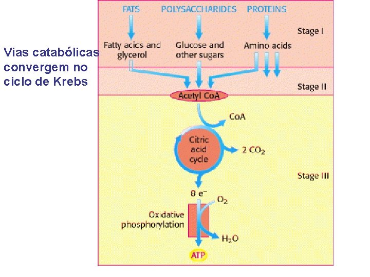 Vias catabólicas convergem no ciclo de Krebs 