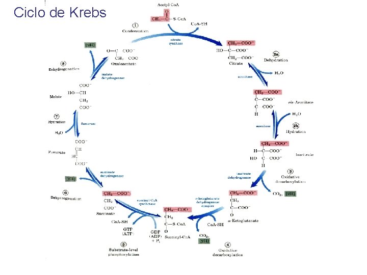 Ciclo de Krebs 
