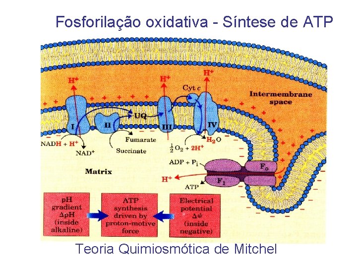 Fosforilação oxidativa - Síntese de ATP Teoria Quimiosmótica de Mitchel 