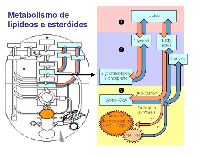 Metabolismo de lipídeos e esteróides 