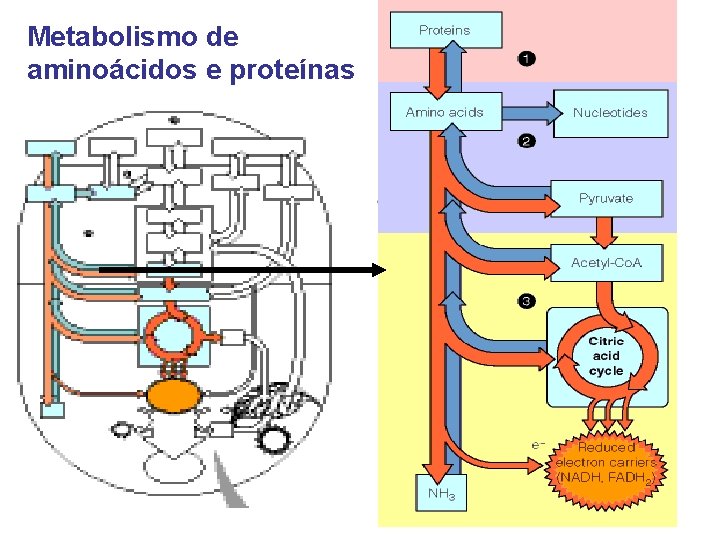 Metabolismo de aminoácidos e proteínas 