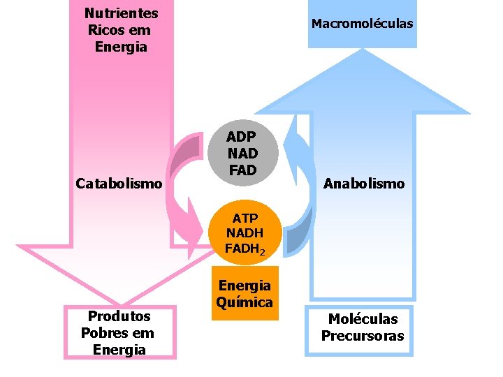 Nutrientes Ricos em Energia Catabolismo Macromoléculas ADP NAD FAD Anabolismo ATP NADH FADH 2