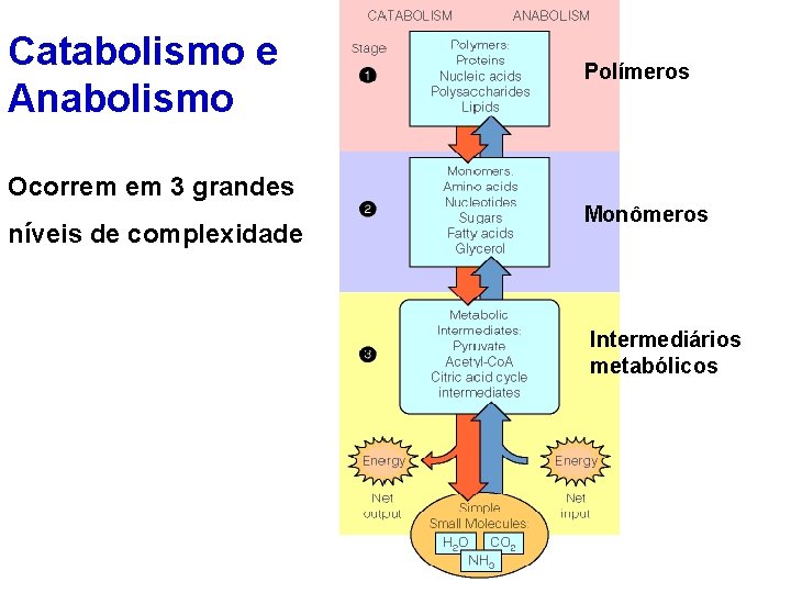 Catabolismo e Anabolismo Polímeros Ocorrem em 3 grandes níveis de complexidade Monômeros Intermediários metabólicos