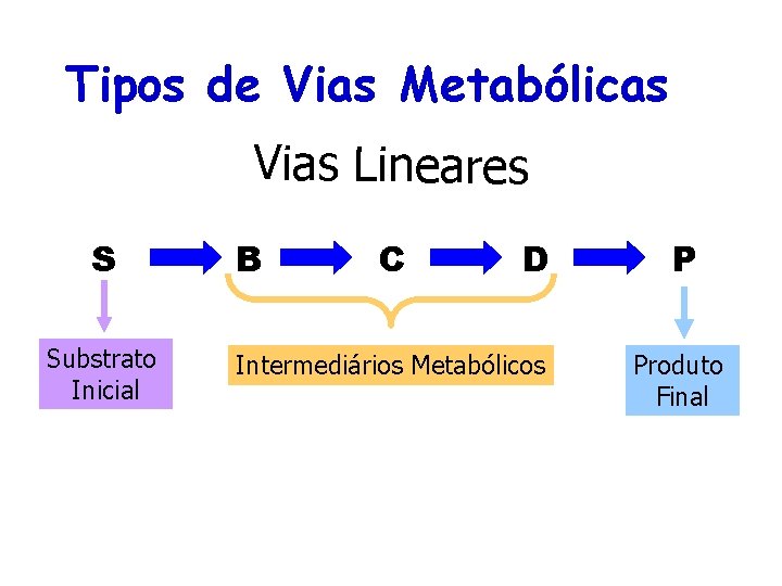 Tipos de Vias Metabólicas Vias Lineares S Substrato Inicial B C D Intermediários Metabólicos