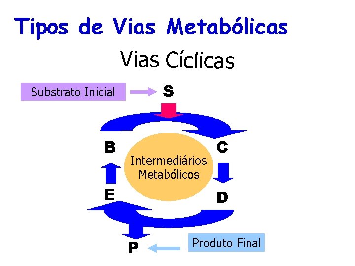 Tipos de Vias Metabólicas Vias Cíclicas S Substrato Inicial B Intermediários Metabólicos E C