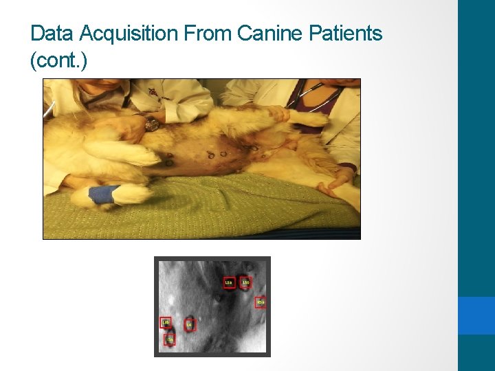 Data Acquisition From Canine Patients (cont. ) 