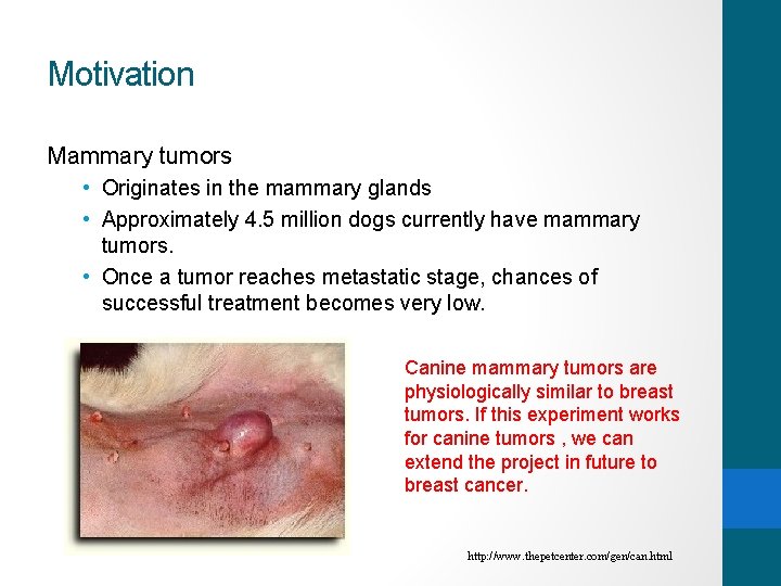 Motivation Mammary tumors • Originates in the mammary glands • Approximately 4. 5 million