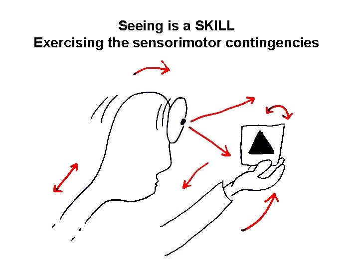 Seeing is a SKILL Exercising the sensorimotor contingencies 