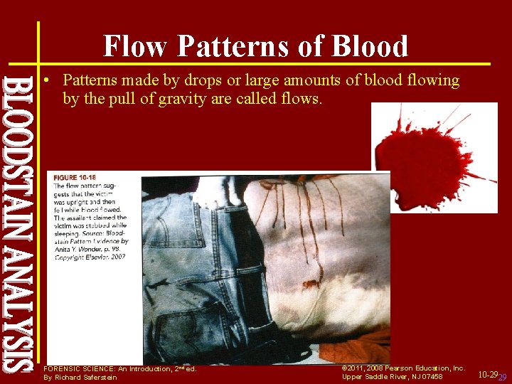 Flow Patterns of Blood • Patterns made by drops or large amounts of blood