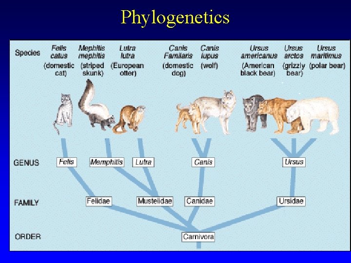 Phylogenetics 