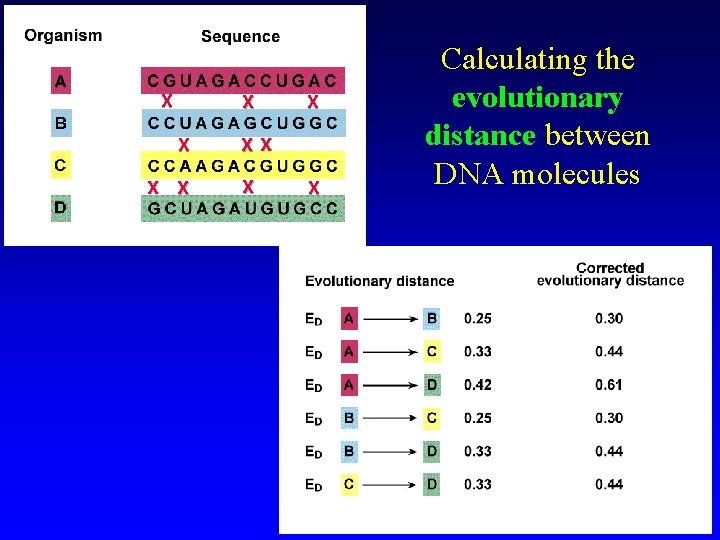 X X X X X Calculating the evolutionary distance between DNA molecules 