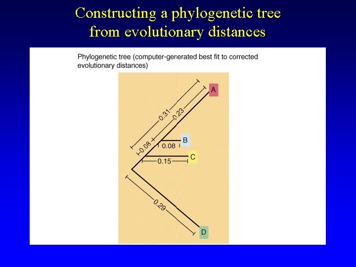 Constructing a phylogenetic tree from evolutionary distances 