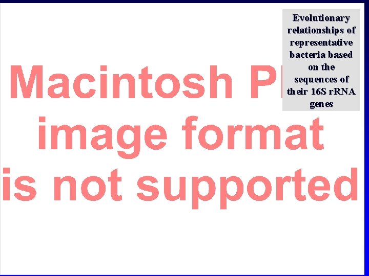 Evolutionary relationships of representative bacteria based on the sequences of their 16 S r.