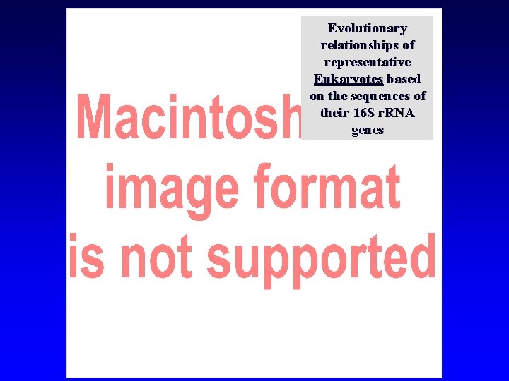 Evolutionary relationships of representative Eukaryotes based on the sequences of their 16 S r.