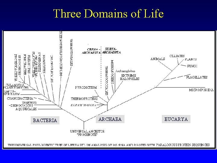 Three Domains of Life BACTERIA ARCHAEA EUCARYA 