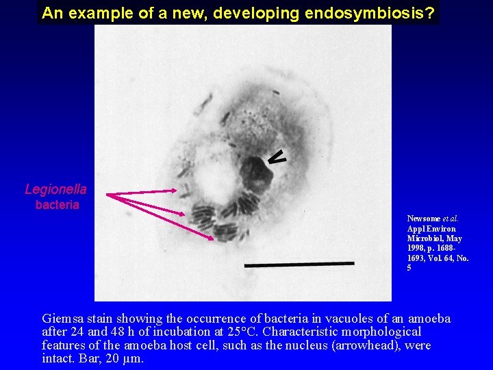An example of a new, developing endosymbiosis? Legionella bacteria Newsome et al. Appl Environ