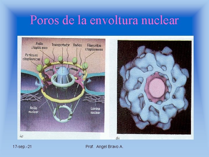 Poros de la envoltura nuclear 17 -sep. -21 Prof. Angel Bravo A. 